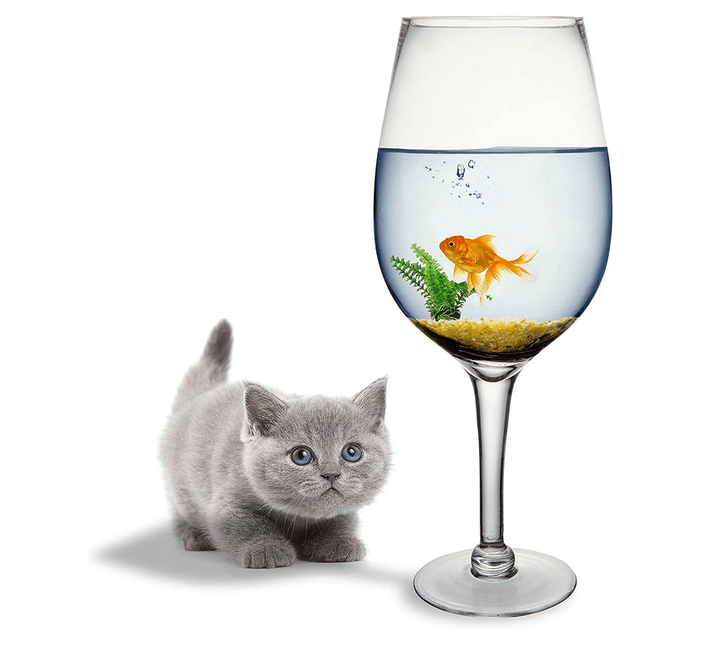 The XXXL wine glass (6400ml) - BigStuff.ae